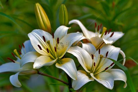 百合花照片|百合花